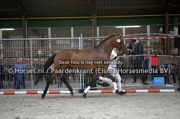 94  Manu (Guardian S x Donna Clara v. Sir Donnerhall)