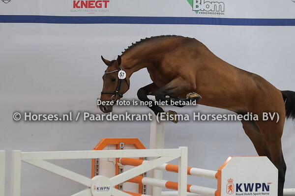 57 Ravello vh Hagenhorst (Dourkhan Hero x Lowinsky v.   Denzel )