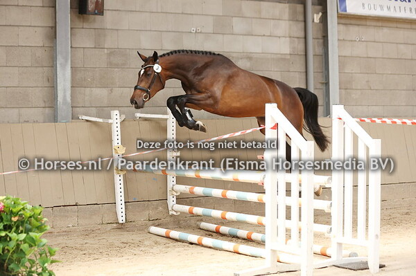 3 Sapphire RF (La Costa ES x Enita v. Diarado)