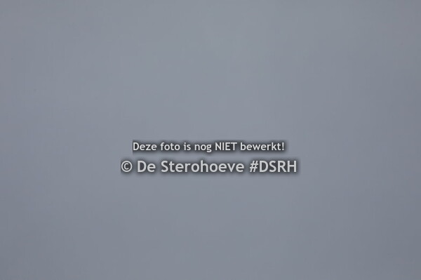 b. 10 vrouwelijke 2j dressuur