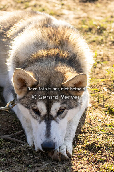 zondag sledehonden wedstrijd De Witte stein