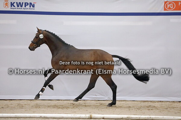 434 Pirelli ((Just Wimphof x Landsvrouwe v. Governor)