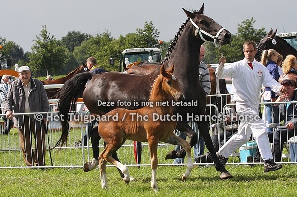 Hubert VDM (Cizandro x Manno)