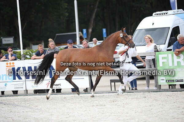 244 La Fleur (Koss x Tropical v. Olivi)