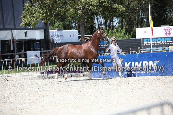 153 Hermante-STRH (Chippendale x Armante v. Olivo)