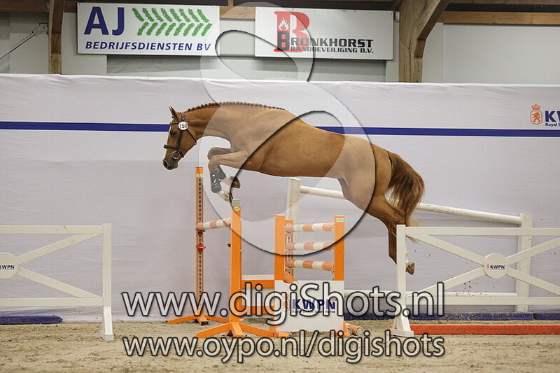 Whats Warrior van DBS Z