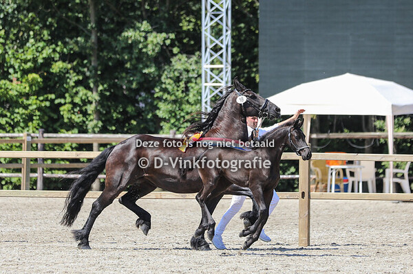 Rubriek 2 merrieveulens