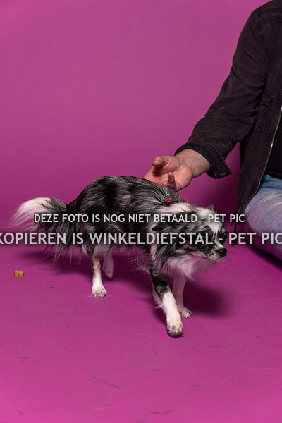 006 hond