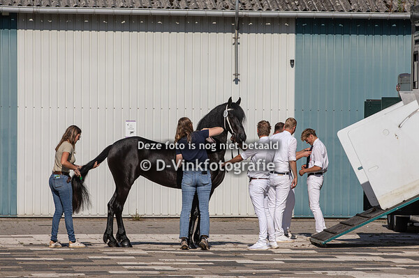 Rubriek 5 premiekeuring 4 jaar en ouder veulenboekmerries