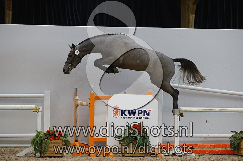 Cobalt van 't Heechhiem Z v. Cohinoor VDL