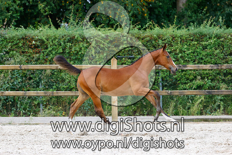 Royal Kalvinio MB v. Tangelo van de Zuuthoeve