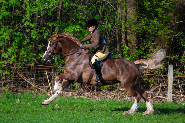 Spring Show Welsh Belgium