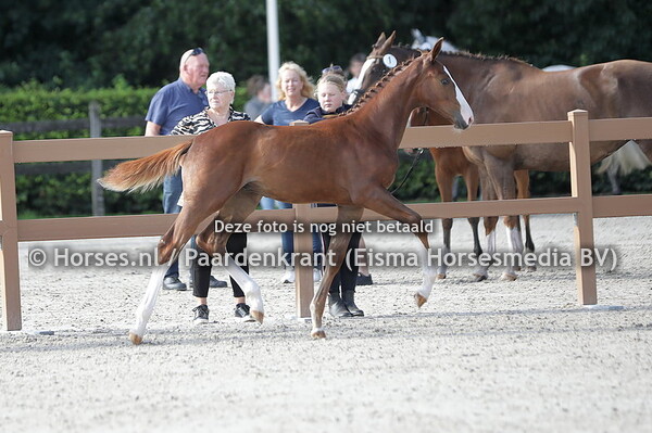 6 Seagram (Aganix du Seigneur x Milligram v. For Pleasure)