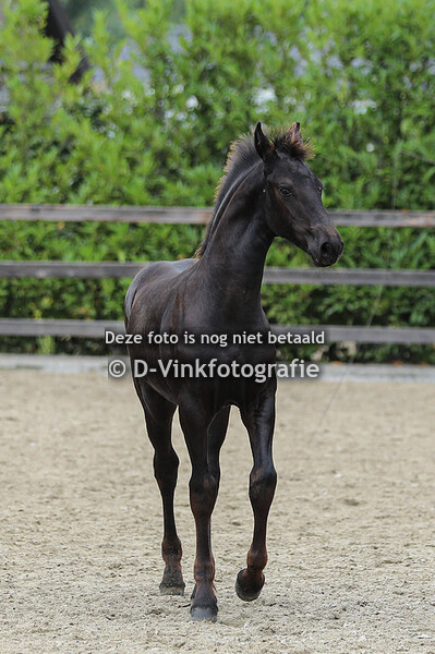 02. Ties van de Breesteeg