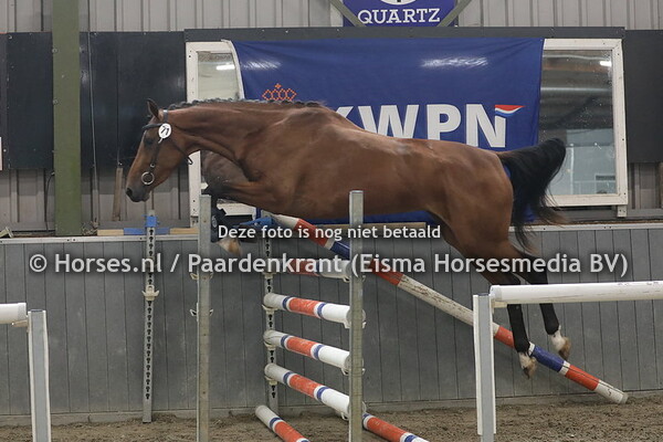 71 Nobite (Gasphar x Bovicia v. Pacific)