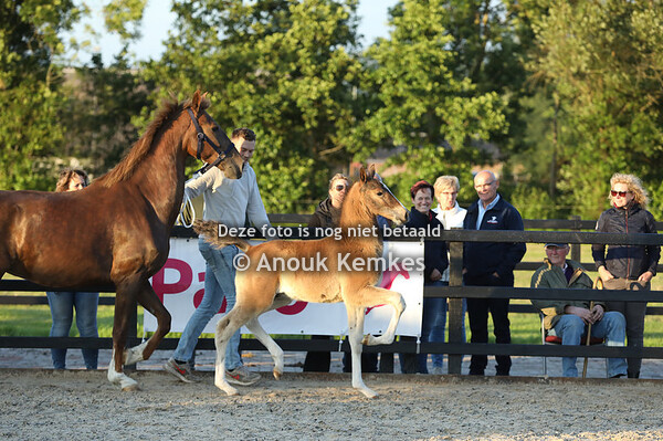 U Jeroen ( Icellie x Manno )