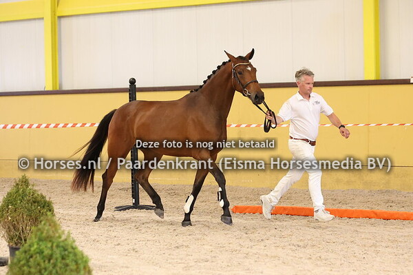 16 Sterra Dodona (Livius x Minerva Dodona v. Danone I)