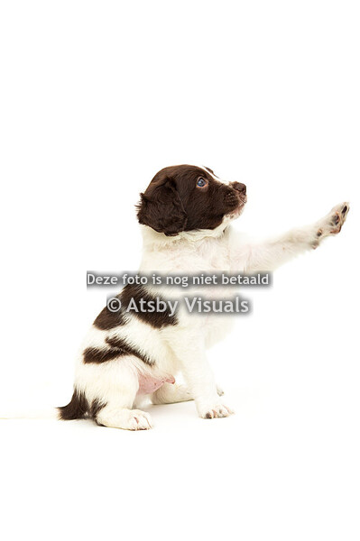 Lisanne Bakker Photography