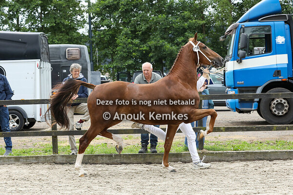 Saraminde ( Macho x Fantijn ) 