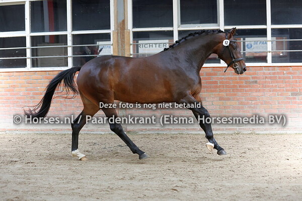 12 Splendid Soy (Total Mc Laaren x Whinny v. Sir Sinclair)