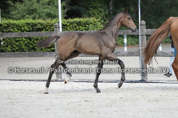 17 Santiago HL (Chin Chin x Kaprisha v. Freeman VDL)