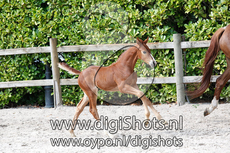 Toto Furst VDM v. Furst Toto