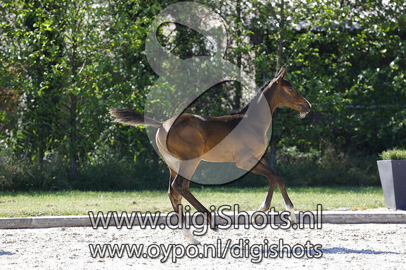 Leandro VG x Stakkato