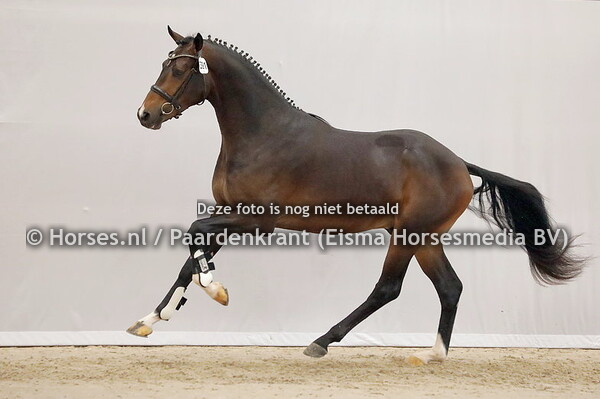 15-12-23 KWPN 1e bez dressuur