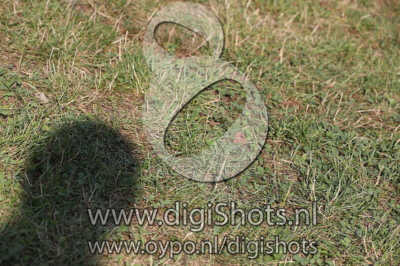 Ring 12 Viertal pony's Klasse L cat BCDE