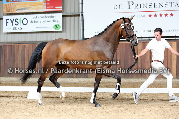 27 Shakira van de Geetswerder (Dante US x Genji v. Apache)