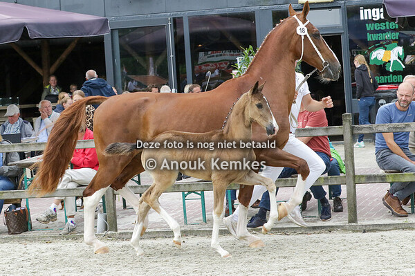 018 - UBRENOLIA OBERON X VAANDRAGER HBC R.M. RUINEMANS-MULDER, VLAGTWEDDE