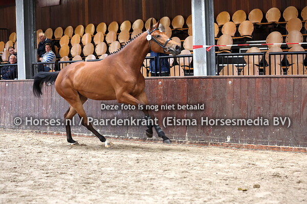 7 Sestri (Nashville x Veastri v. Kroongraaf)