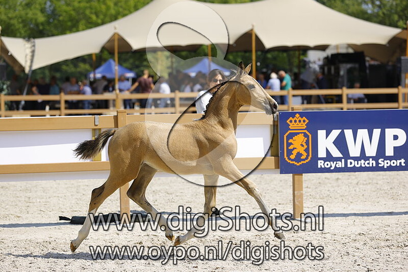 Thirza Gemma Texel MHT v. Odin