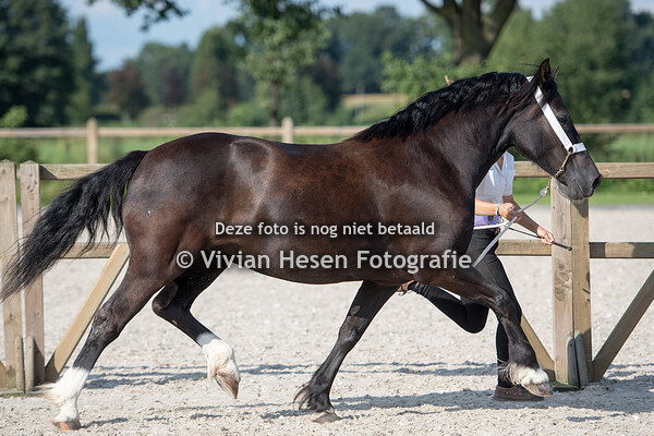Internationale welsh show Hamaland