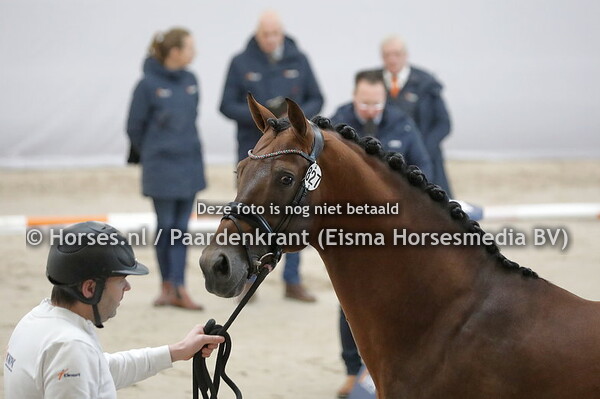 827 Vaderland (Vitalis x Vechta v Krack C)