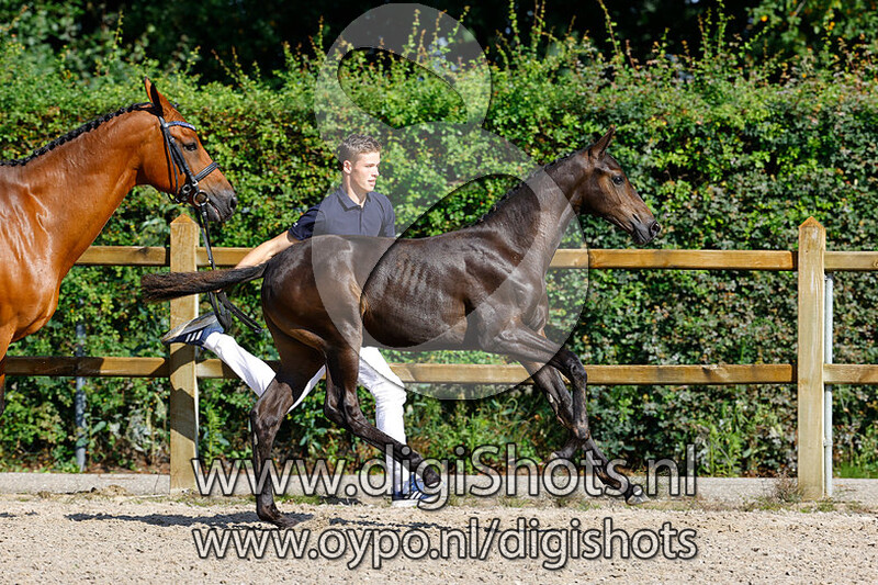 Royal King v. Koning