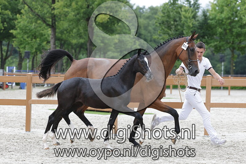 Vilijn Norel v. Rocky Norel