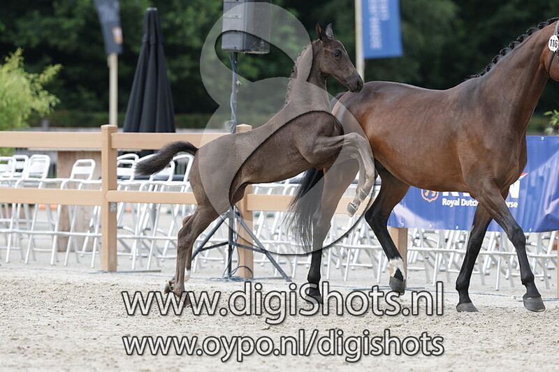 Viva Hollandia v. Vitalis