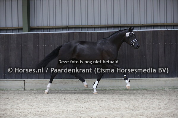 252 Escalove (For Romance x Escada v. San Amour)