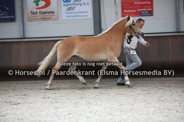 64 Silvia van Startman (Schach x Sonja)