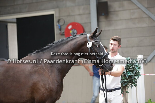 31 O'Diva (Desperado x Gicara v. Totilas)