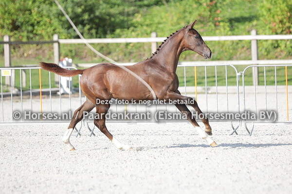 21 Skittel VH (Let's Dance SB x La genta Esta Muy Loca v. High Five) (1)