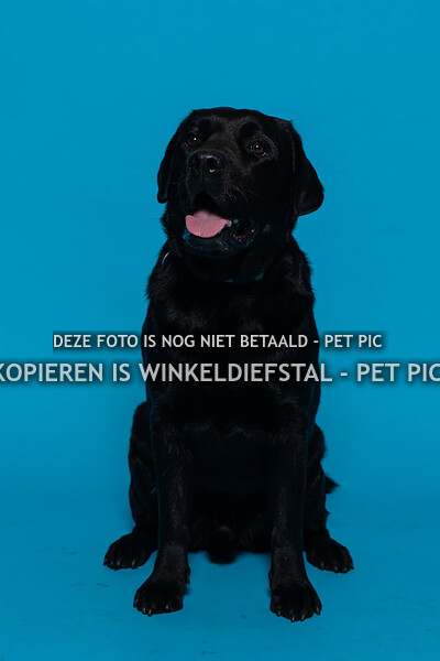 003 hond