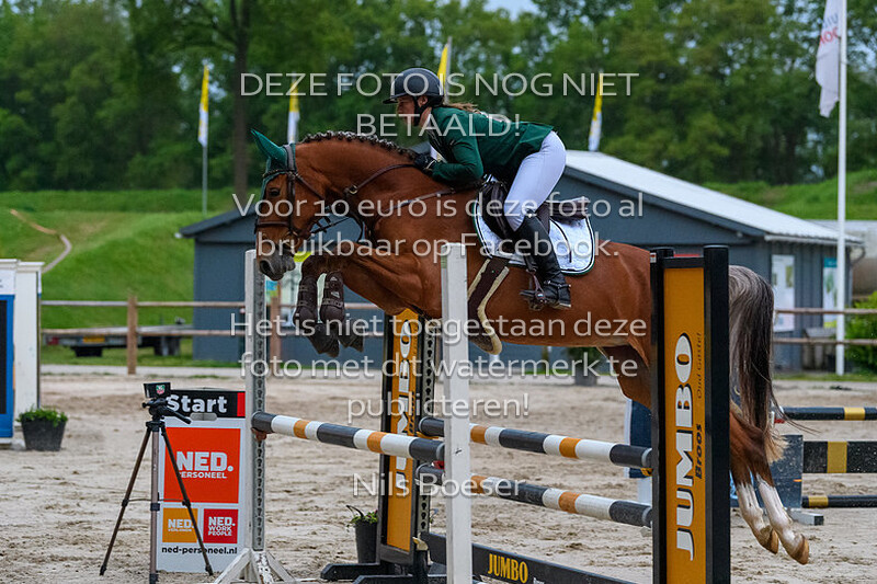8 Jonge Paarden Springen 4 jarige 80-85cm
