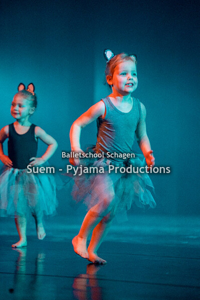 C - Muizen en 2 katten