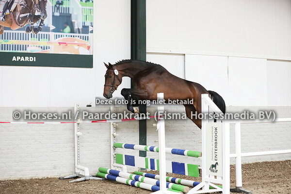 5 Orminka (Jack Daniels EB Fally DHH v. Carolus II)