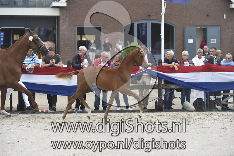 Nielson v. Incognito