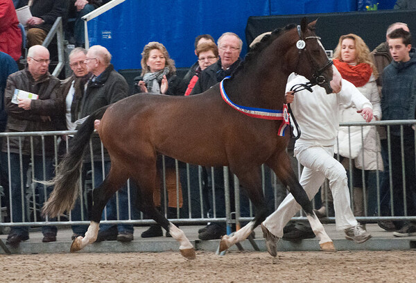 Centrale Hengstenkeuring Zaterdag