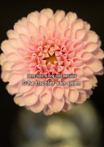 DAHLIA ROZE BOL
