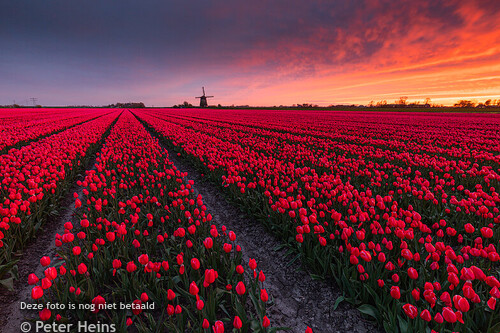 TULPEN_POLDERMOLEN_K_ZUIDSCHERMER_ZONSONDERGANG_07042024